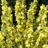Molène d'Olympe Biologique Les Jardins de l'Écoumène - La Boite à Grains