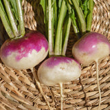Navet Blanc à Collet Violet Biologique Les Jardins de l'Écoumène - La Boite à Grains