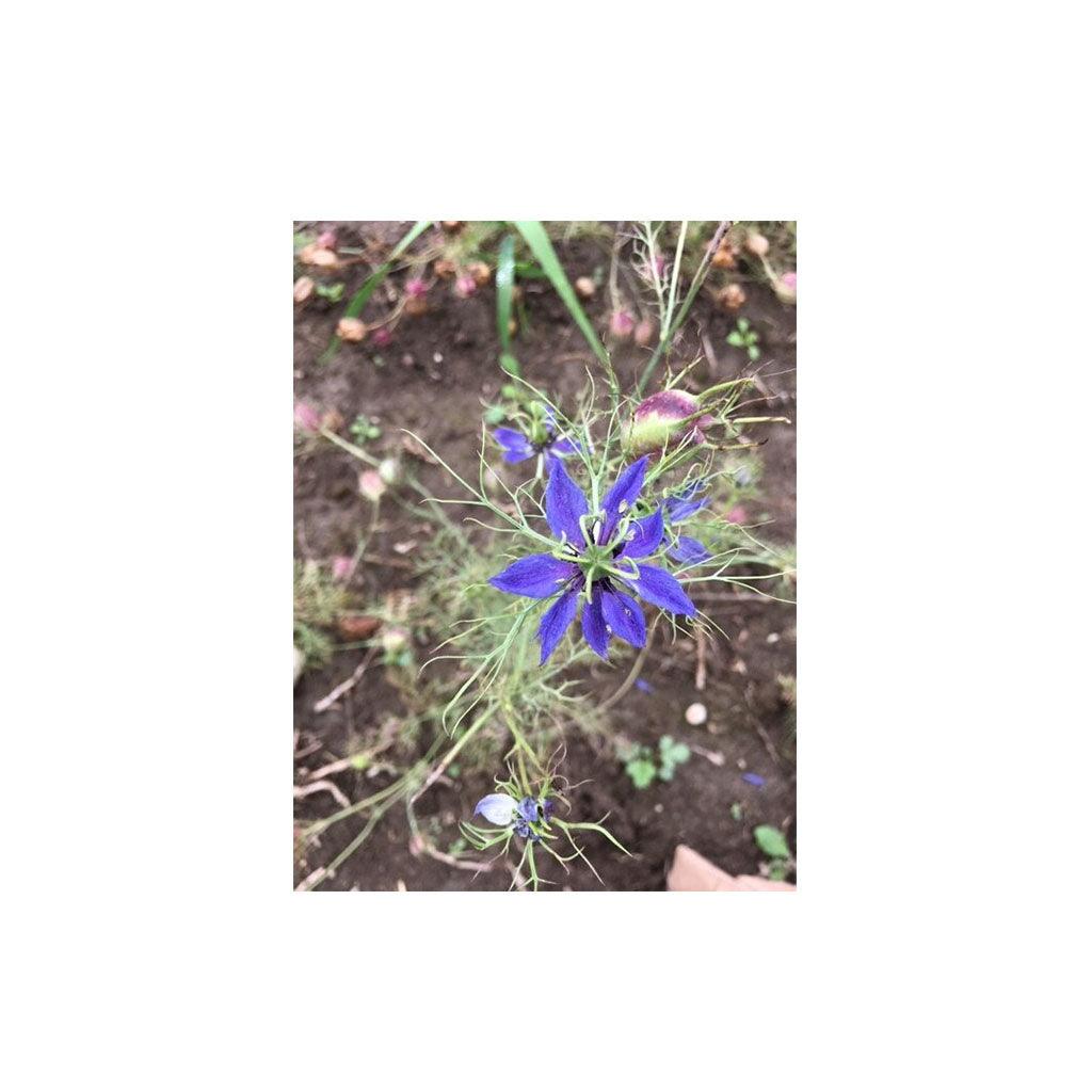 Nigelle Love in a Mist Biologique (Semences) Semences Nordiques - La Boite à Grains