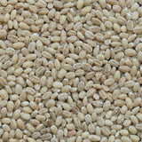 Milanese Organic Hulled Barley - La Boite à Grains