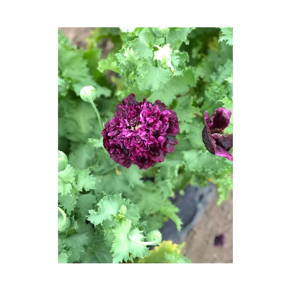 Organic Black Poeny Poppy (Seeds) Nordic Seeds - La Boite à Grains