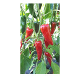 Piment d'Espelette Biologique (Semences) Semences Nordiques - La Boite à Grains