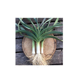 Organic Solaise Blue Leek (Seeds) Nordic Seeds - La Boite à Grains