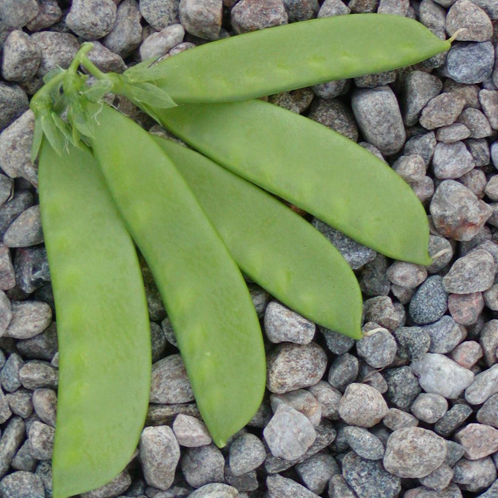 Pois Oregon Sugar Pod Biologique Les Jardins de l'Écoumène - La Boite à Grains