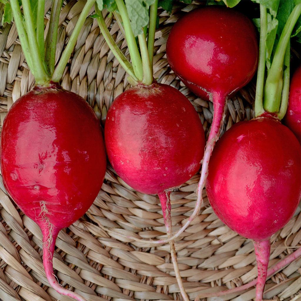 Radis Géant de Sicile Biologique Les Jardins de l'Écoumène