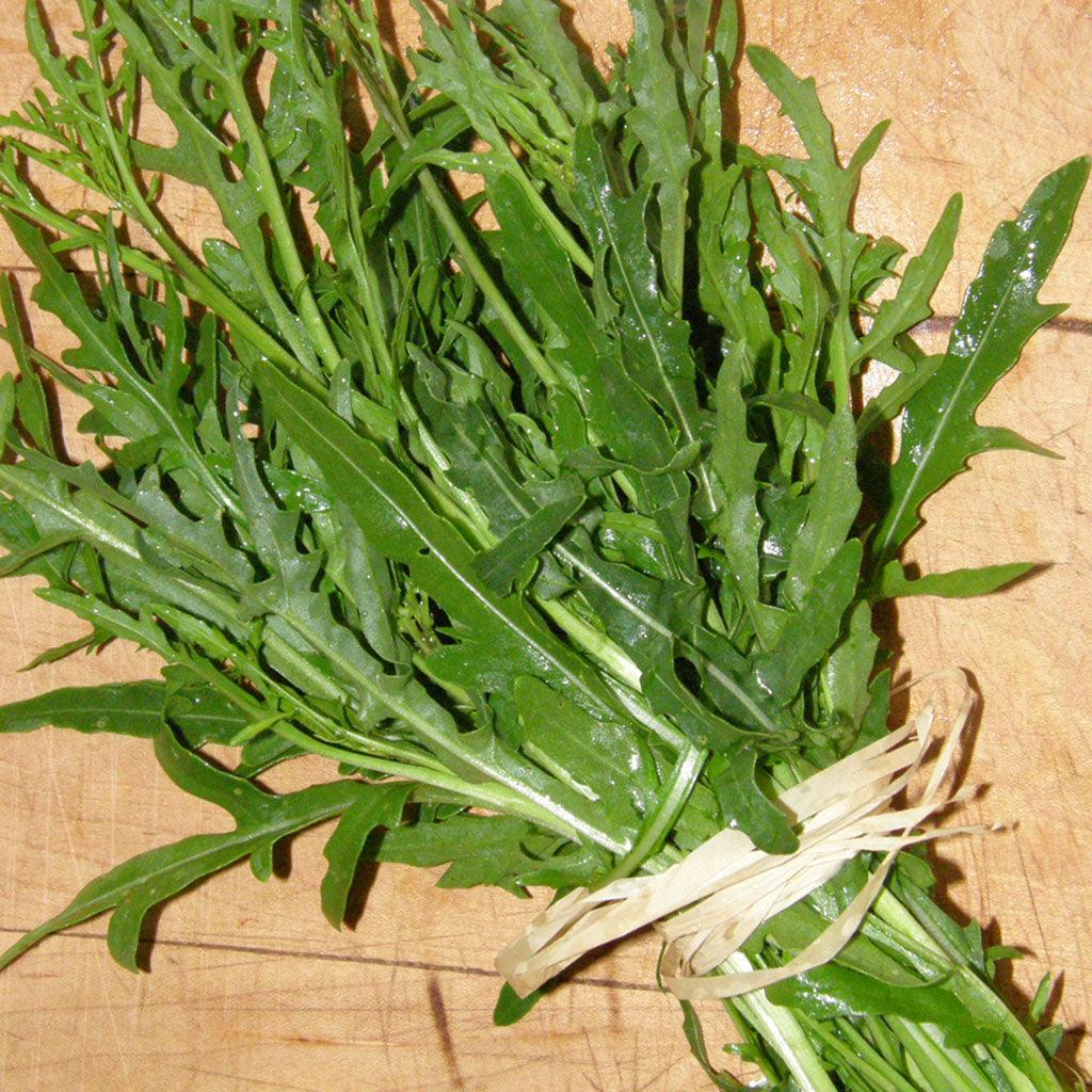 Roquette Italienne Sylvetta Biologique Les Jardins de l'Écoumène - La Boite à Grains