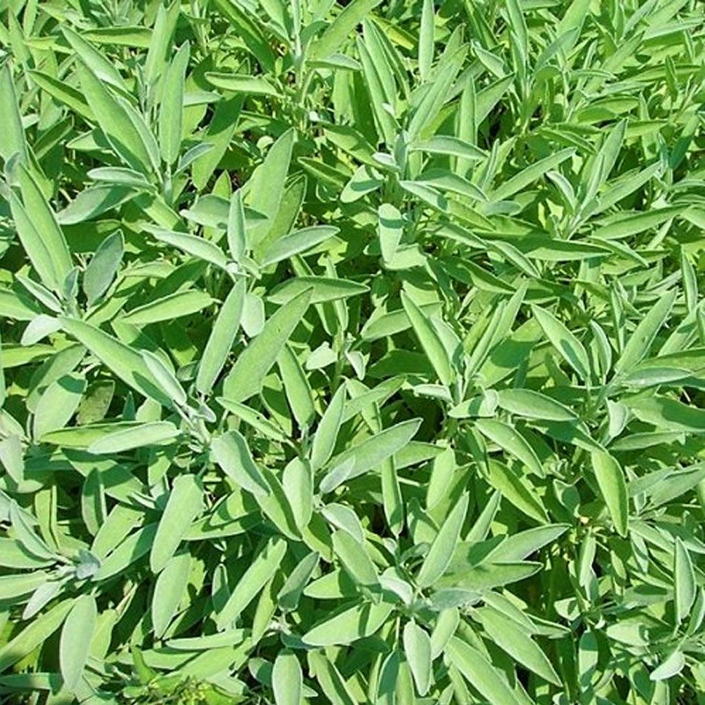 Sauge Officinale Biologique Les Jardins de l'Écoumène - La Boite à Grains