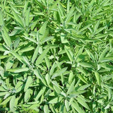 Sauge Officinale Biologique Les Jardins de l'Écoumène - La Boite à Grains