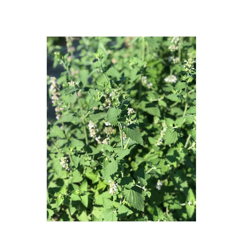 Organic Catnip (Seeds) Nordic Seeds