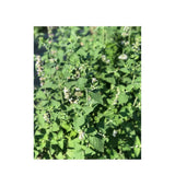 Organic Catnip (Seeds) Nordic Seeds