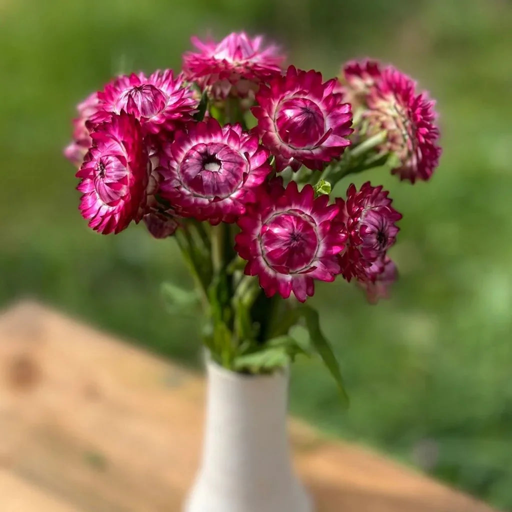 immortelle rose-canneberge Semences Nordiques - La Boite à Grains