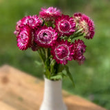 immortelle rose-canneberge Semences Nordiques - La Boite à Grains
