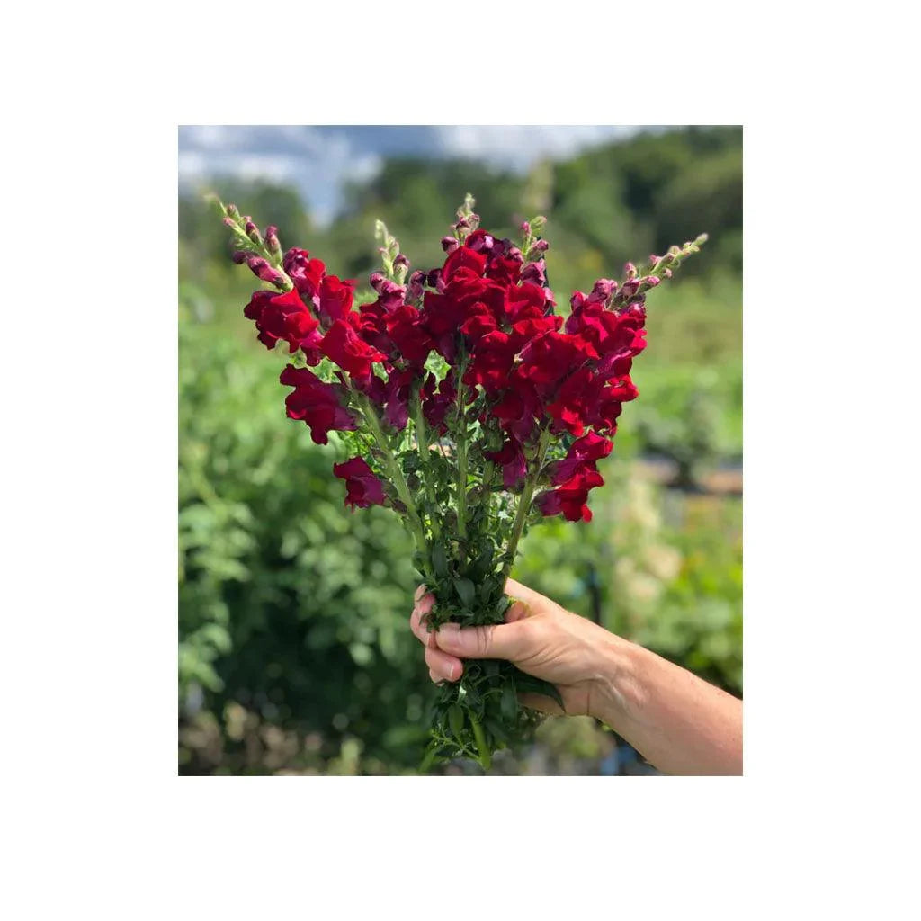 Organic Red Velvet Snapdragon (Seeds) Nordic Seeds