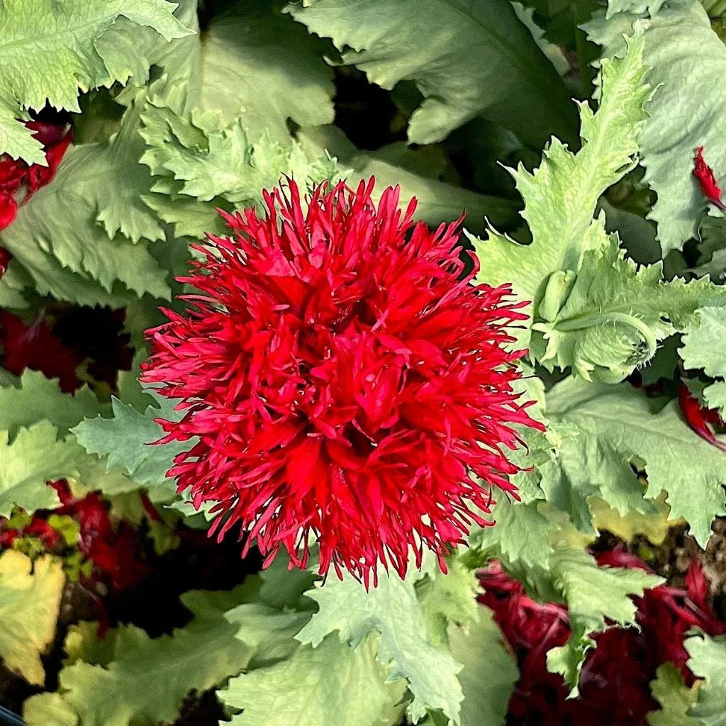 organic poppy Crimson Pompom Nordic Seeds - La Boite à Grains