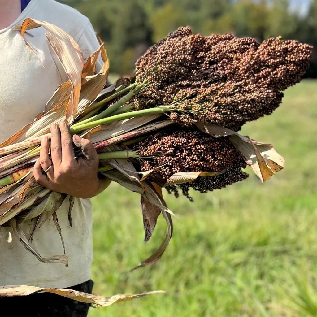 sorgho Ba-Ye-Ki biologique Semences Nordiques - La Boite à Grains
