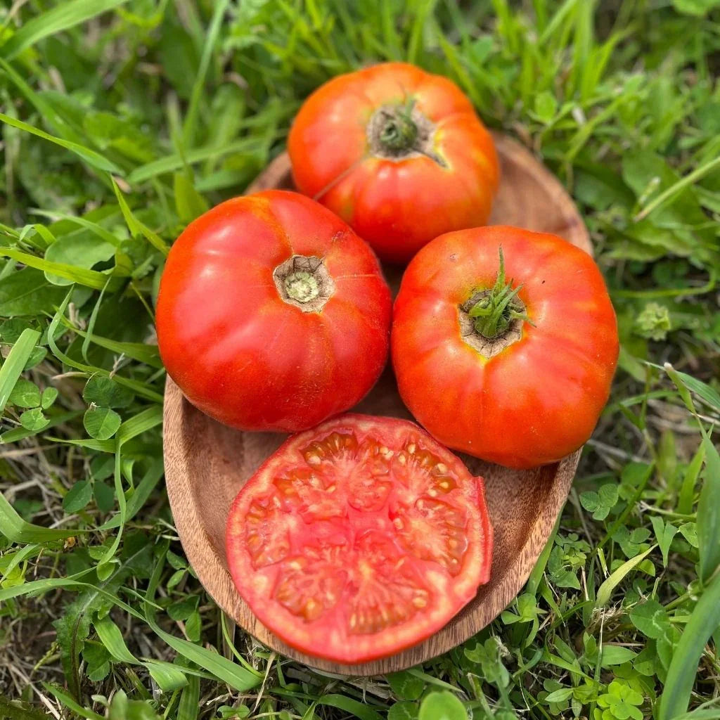 tomate Brandywine Semences Nordiques - La Boite à Grains