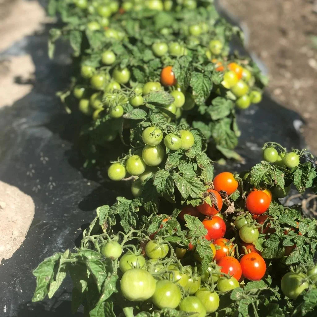 tomate naine Minibel Semences Nordiques - La Boite à Grains