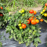 dwarf tomato Window Box Nordic Seeds - La Boite à Grains