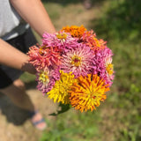 Zinnia Agave Semences Nordiques - La Boite à Grains