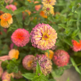 Zinnia Aurora Nordic Seeds - La Boite à Grains