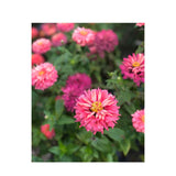 Zinnia Pink Señorita Biologique (Semences) Semences Nordiques