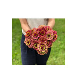 Zinnia Queen Lime Red Organic (Seeds) Nordic Seeds