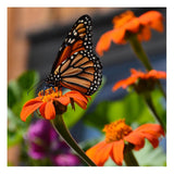 Tithonia Mexicain Biologique Les Jardins de l'Écoumène