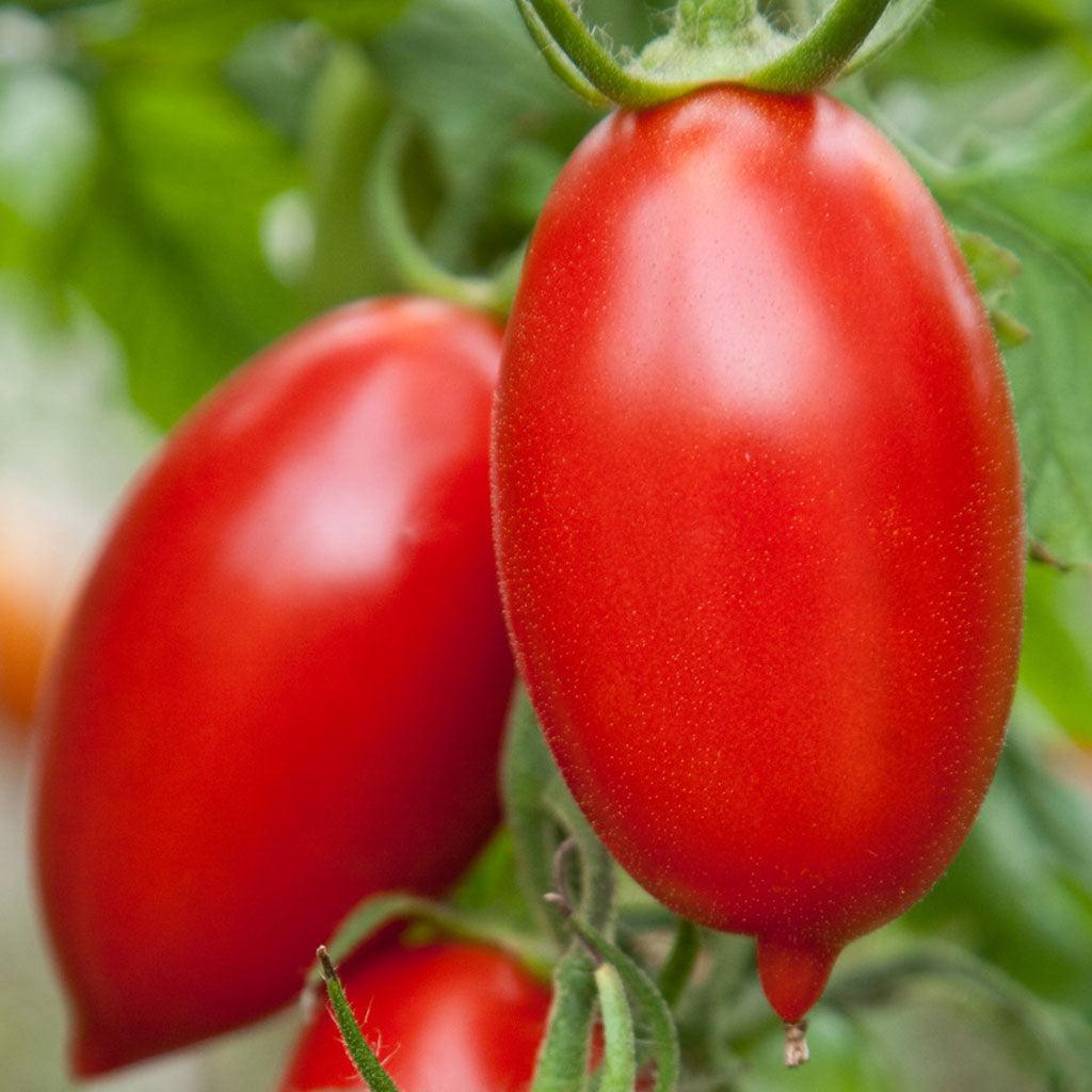 Tomate Amish Biologique Les Jardins de l'Écoumène - La Boite à Grains