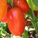 Tomate Aunt Mary's Paste Biologique Les Jardins de l'Écoumène - La Boite à Grains