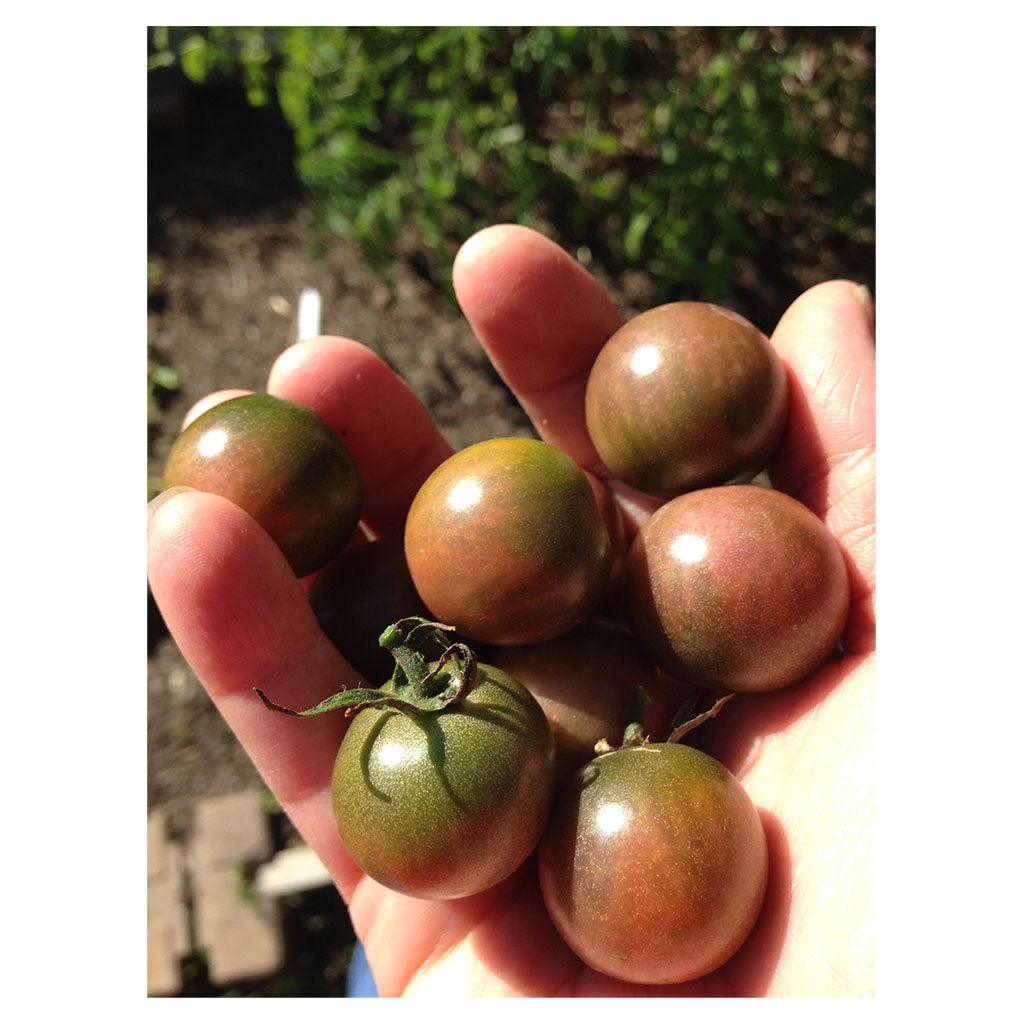 Tomate Black Cherry Biologique (Semences) Semences Nordiques - La Boite à Grains