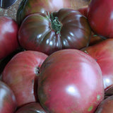 Tomate Black Sea Man Biologique Les Jardins de l'Écoumène - La Boite à Grains