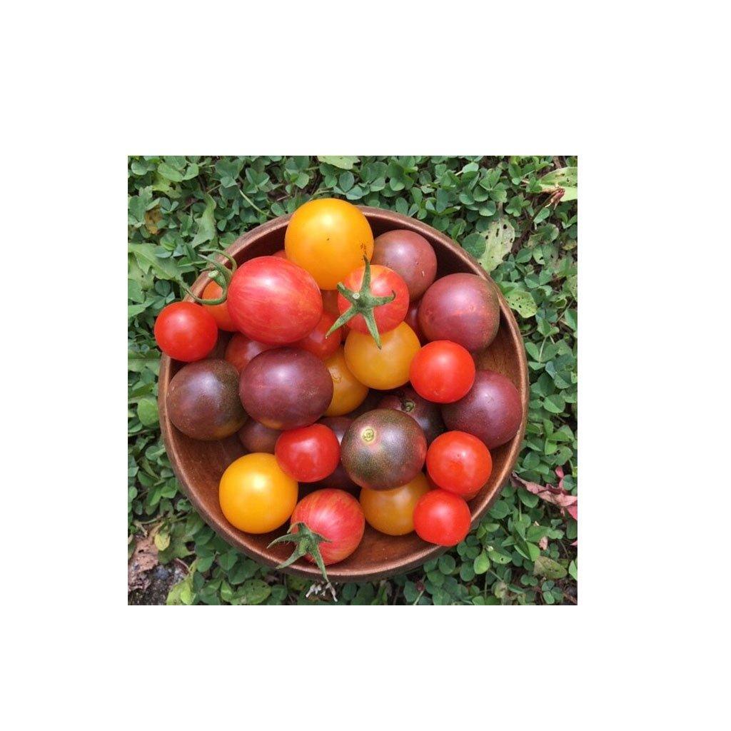 Tomate Cherry Mix Biologique (Semences) Semences Nordiques - La Boite à Grains