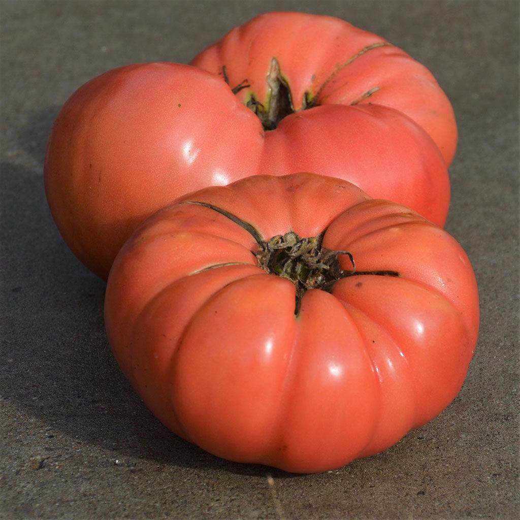 Tomate Dester Biologique Les Jardins de l'Écoumène - La Boite à Grains