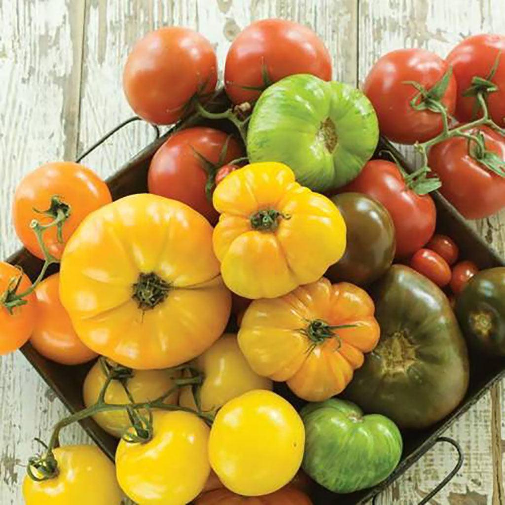 Tomate en Mélange Gros Fruits Biologique Les Jardins de l'Écoumène - La Boite à Grains
