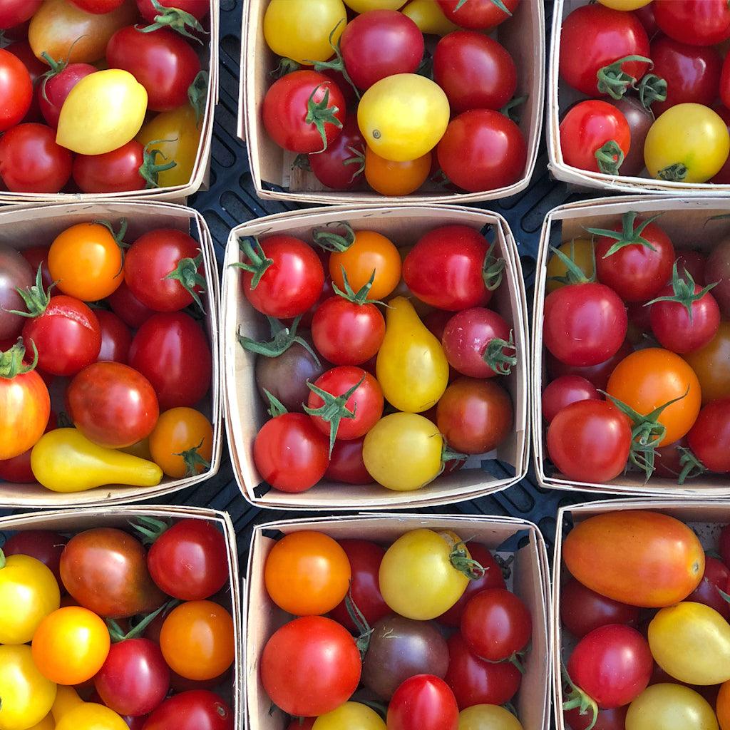 Tomate en Mélange Petits Fruits Biologique Les Jardins de l'Écoumène - La Boite à Grains