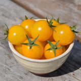 Tomate Gold Nugget Biologique Les Jardins de l'Écoumène - La Boite à Grains