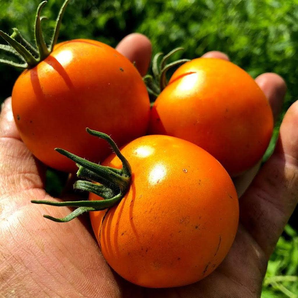Tomate Jaune Flammée Biologique Les Jardins de l'Écoumène - La Boite à Grains