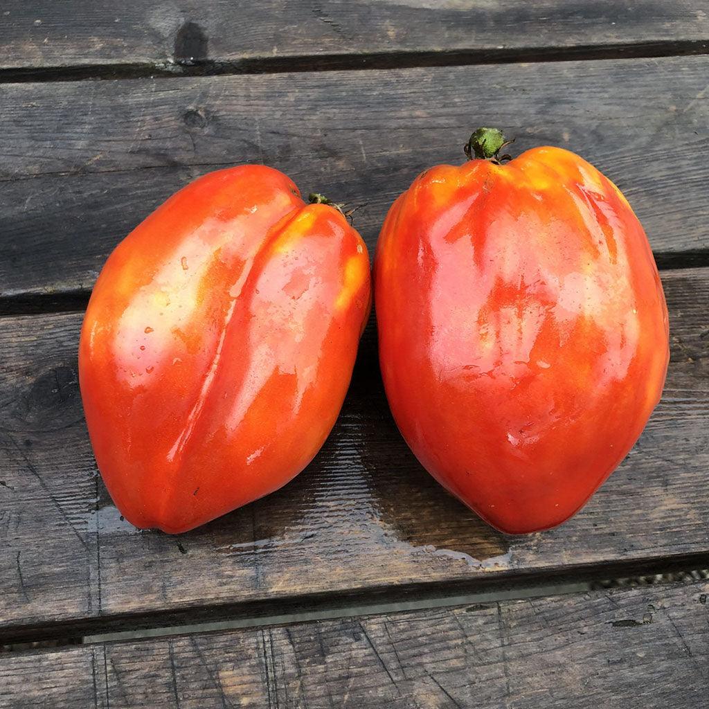 Tomate La Pasquale Biologique Les Jardins de l'Écoumène - La Boite à Grains