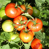 Tomate Mountain Princess Biologique Les Jardins de l'Écoumène - La Boite à Grains