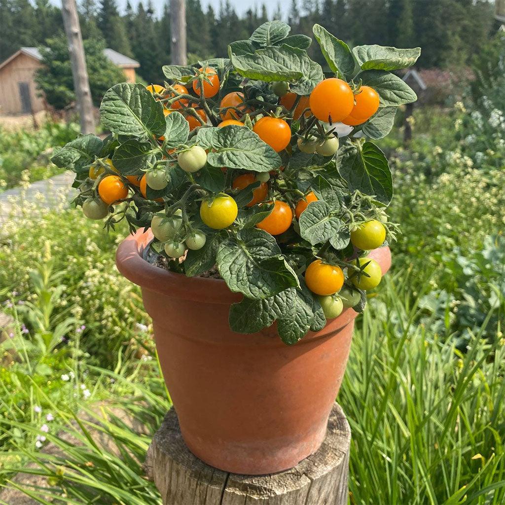 Organic Orange Hat Tomato – La Boite à Grains