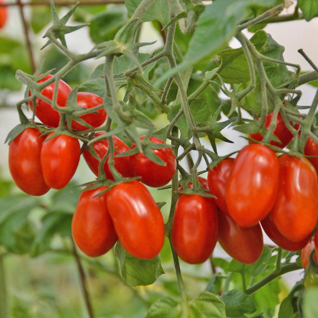 Tomate Red Pearl Biologique Les Jardins de l'Écoumène - La Boite à Grains