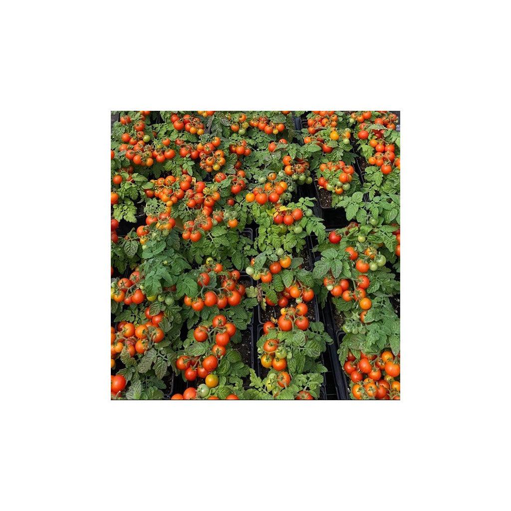 Tomate Red Robin Biologique Les Jardins de l'Écoumène - La Boite à Grains