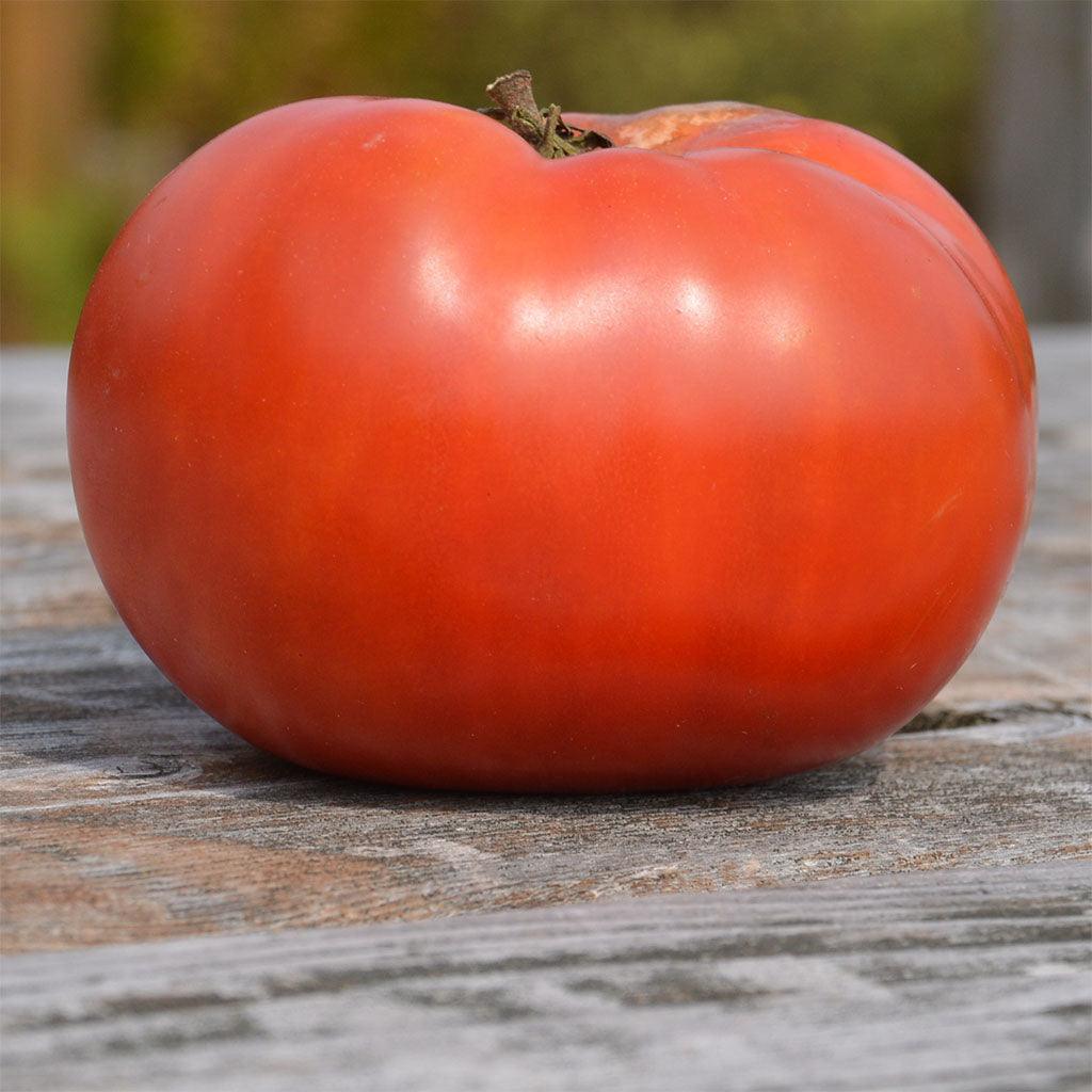 Tomate Rose de Berne Biologique Les Jardins de l'Écoumène - La Boite à Grains