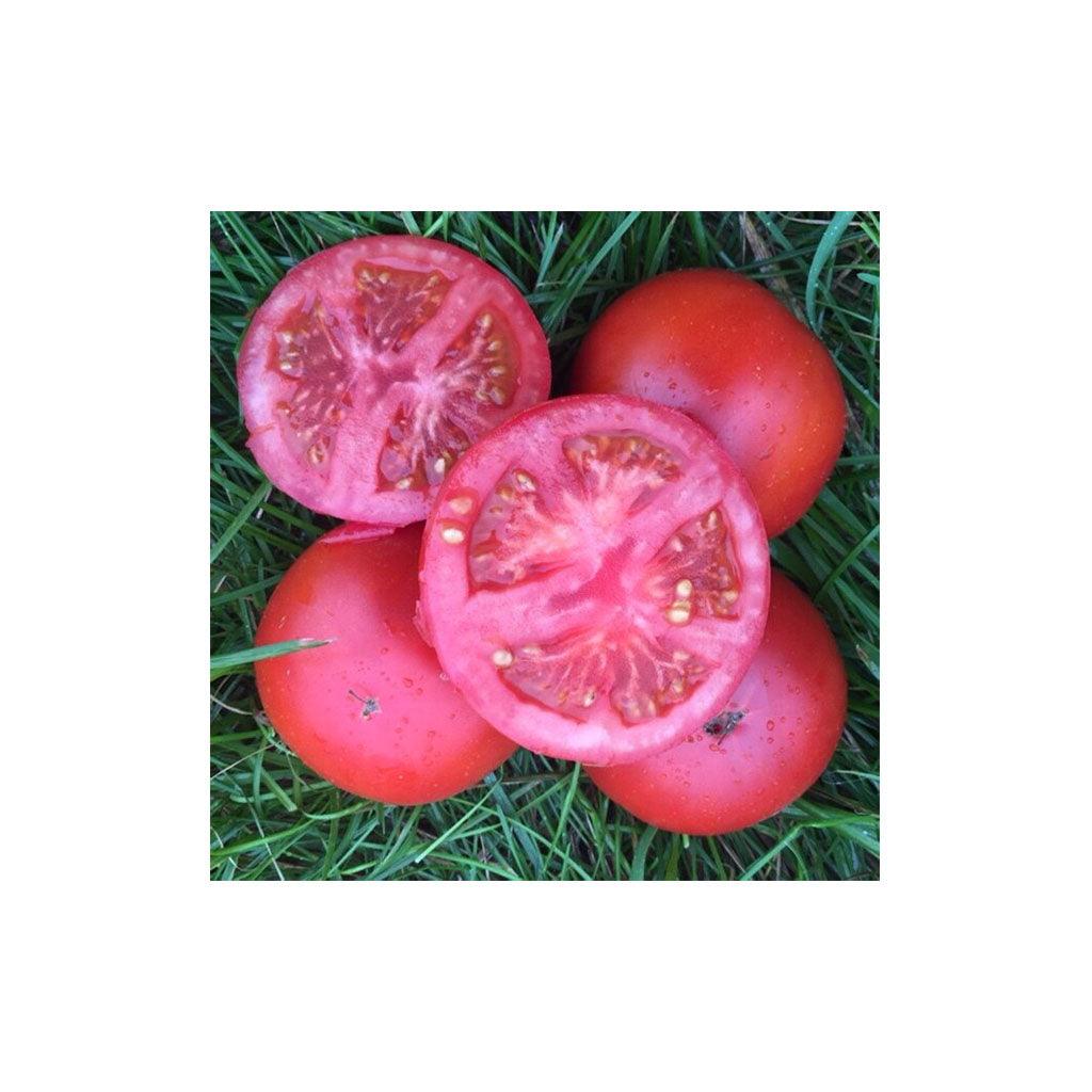 Tomate Rutgers Original Biologique (Semences) Semences Nordiques - La Boite à Grains