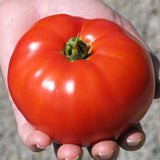 Tomate Siletz Biologique Les Jardins de l'Écoumène - La Boite à Grains