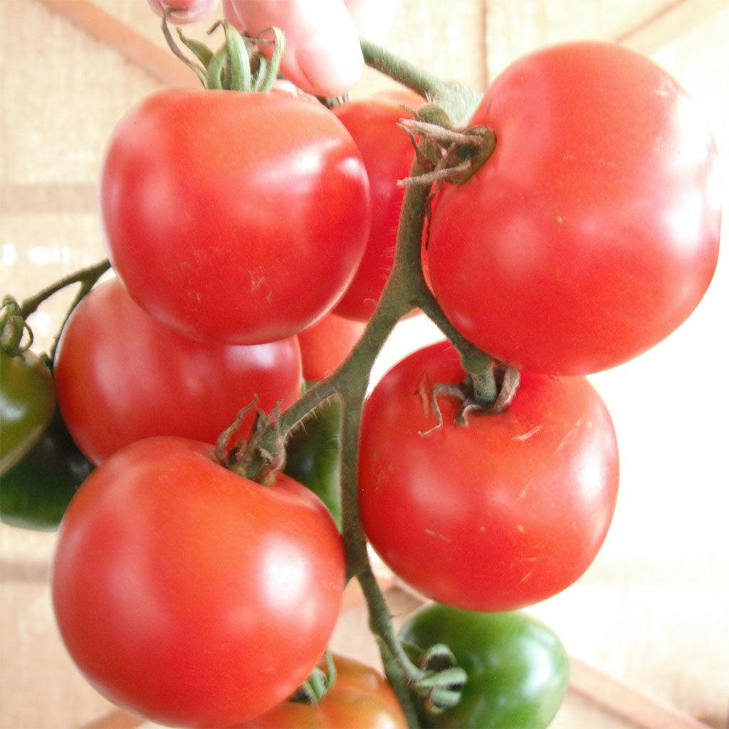 Tomate Stupice Biologique Les Jardins de l'Écoumène - La Boite à Grains