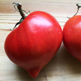 Tomate Téton de Vénus Biologique Les Jardins de l'Écoumène - La Boite à Grains