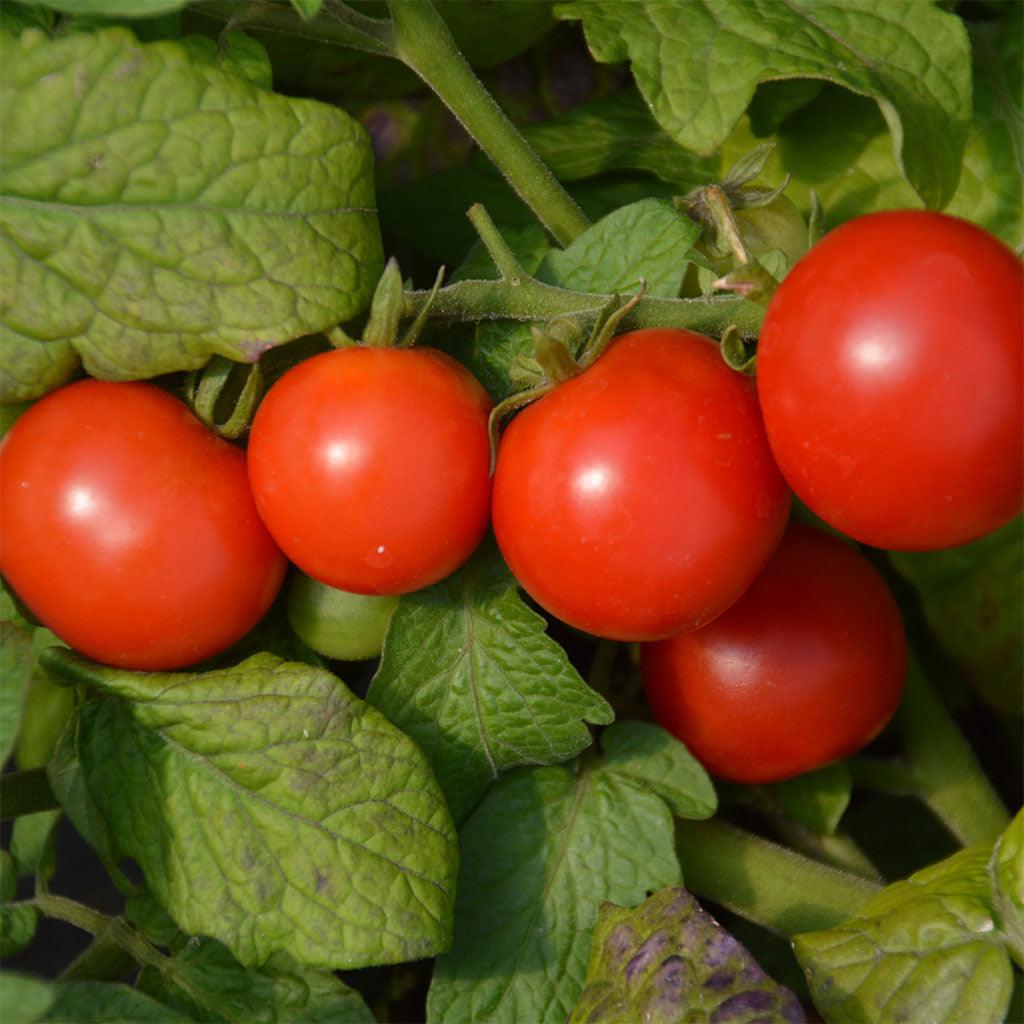 Tomate Tiny Tim Biologique Les Jardins de l'Écoumène - La Boite à Grains