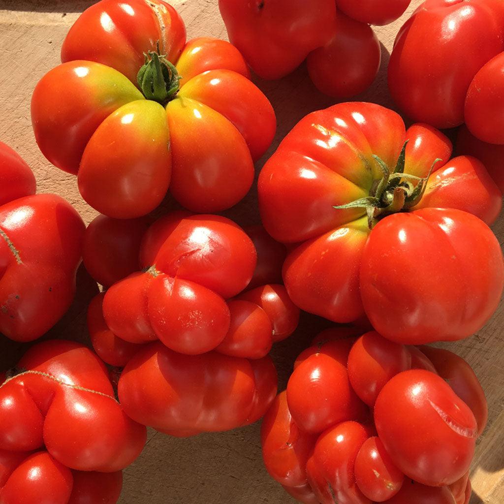 Tomate Voyageuse Biologique Les Jardins de l'Écoumène - La Boite à Grains
