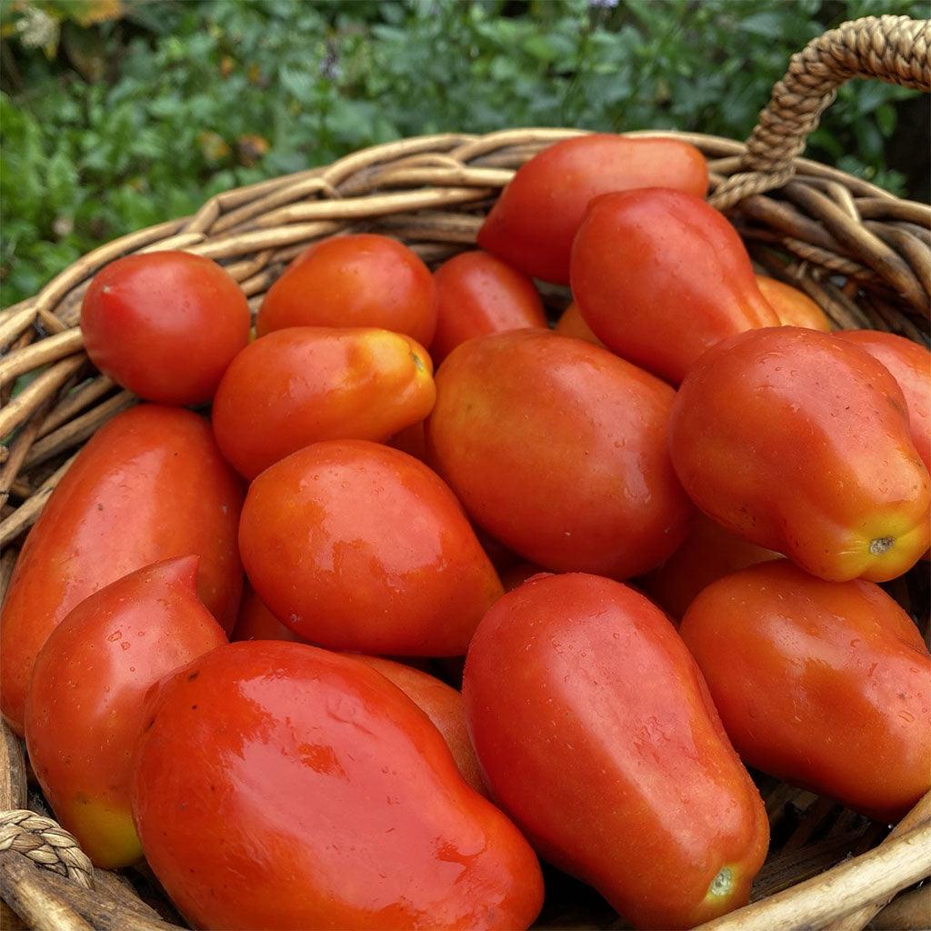 Tomates en Mélange Italiennes Biologiques Les Jardins de l'Écoumène - La Boite à Grains